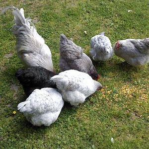Orpington Flock