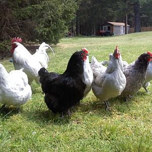 Orpington Flock