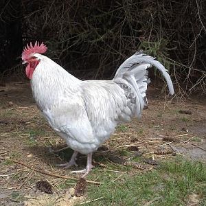 Lavender Orpington Rooster