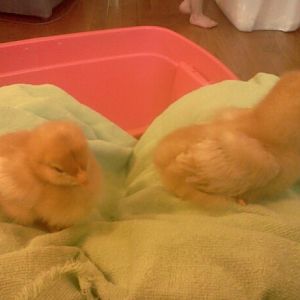 2/4 of the yellow chicks. I'm told they are ISA and they are a bit tan on the edges. The one on the right is the largest chick and the left is the size of the others.