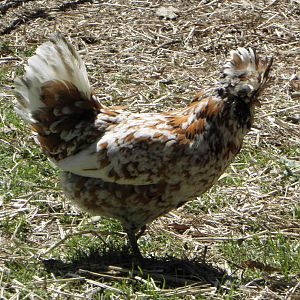 Young Tolbunt hen