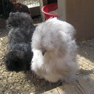 my Silkies @ 3 months