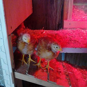 Nugget and Dianna