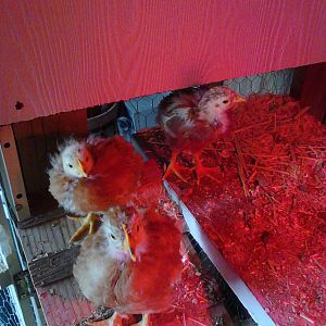 Nugget, Dianna, and Princess