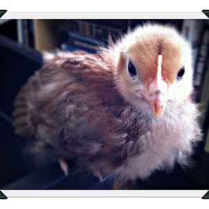 Sweet little Tucker...Rhode Island Red.