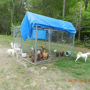 dog kennel chicken coop.