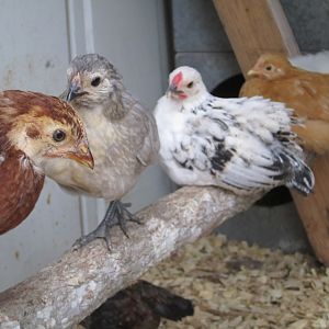 the first one is a RIR Pullet then the next three where the ones i am curious about, I know the last one is a Silkie