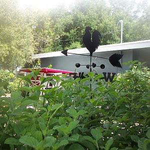 A quiet morning at Fowl Territory