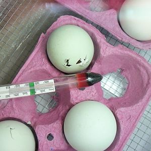 Pipping and zipping..........so eggsciting!