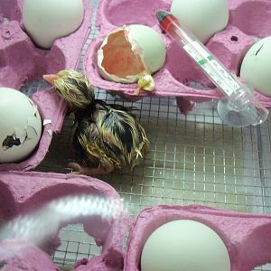 What a blessing.......one of nature's most lovely miracles.