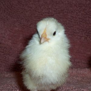 Darling Bianca......very sweet