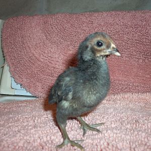 One of 6 Araucanas before the dreadful pasty butt took over.
All rumpless and tufted!!!!