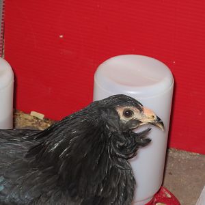 Look at those tufts and she's rumpless, too!