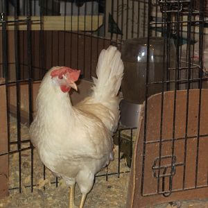 Little Bianca.....we lost her at 7 months to Bumblefoot.......heartbreaking.