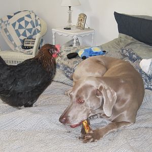 Louise is in love with Zoe and not the least bit afraid of her.  Some bird dog.....