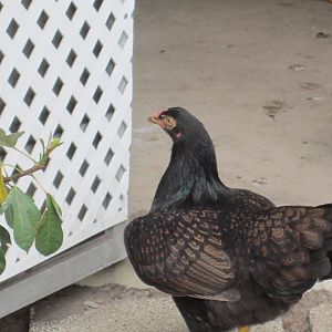 India, double laced cornish....shy and sweet....awesome feathers