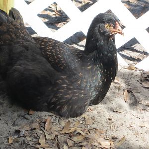 India getting ready for a dust bath