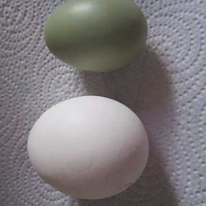 Our first olive egg from  Olive. Sooo cool!