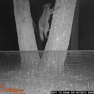 04-16-12 021.JPG Caught this fox on critter cam last night! Tree is 10ft from coop/run