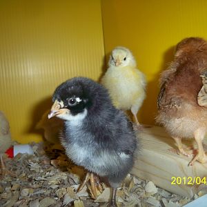 They are taking turns on the little roost I made them.