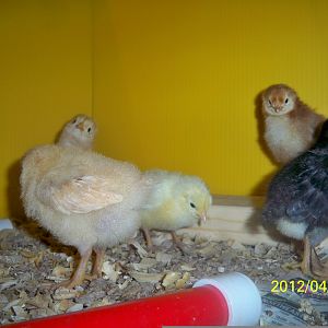 The one chick in the corner looks like she is twisted but its a different chick. the one in front has her head down