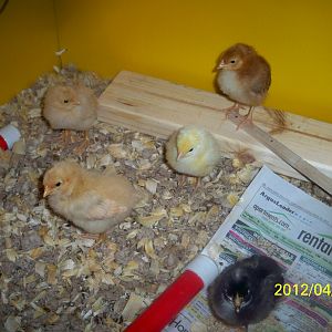 I can't believe how much they have grown in just a short week.