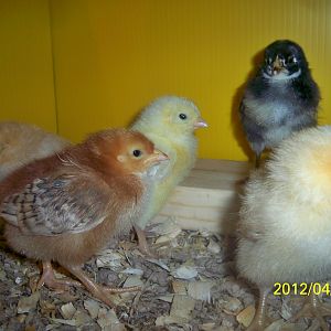These are some good-looking CHICKS