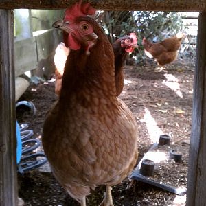 "Little Red Hen"
