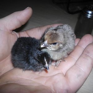 hours old