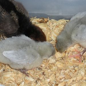 Baby Lavender Orps