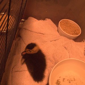 The lone duck survivor.