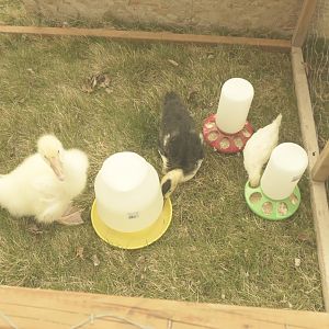 Our funny flock transitioning to the outside world.