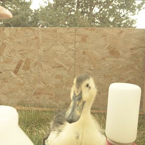 Duck as my daughter has named him so.