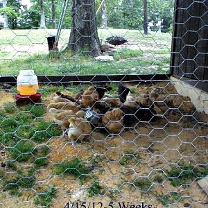 These are my 5 week olds outside in the run, while I clean their coop.  They about wore me out trying to get all 24 of them out there though!!  I have Buff Orpingtons (14), Plymouth Barred Rocks (3), and Rhode Island Reds (7).  I also have 1 week old Easter Eggers in the garage with a 3 week old Golden laced Wyandotte that I will be adding to the bunch.