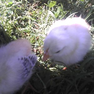 Both of em. The one you can see best is the younger, yet bigger chick