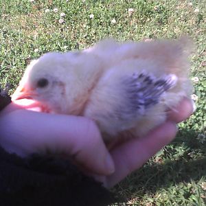 The younger one's tail feathers are coming in first. odd? Anyway, this one is a lot more skittish than the other. I'm surprised it was this calm. Almost fell asleep in my hand.