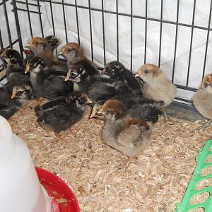 moved into their 2nd home - 2 weeks old
