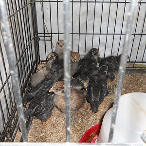 3 weeks old