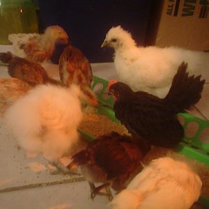 Silkies, seramas and a lot of other chickies.