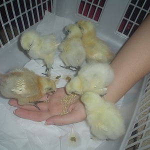 White silkie babies