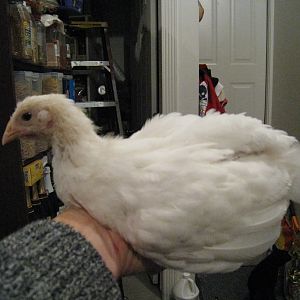 Snowflake the WR pullet