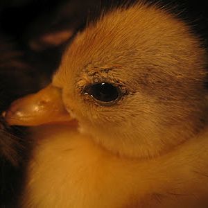 "Snitch" the golden child!