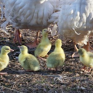 One day old Goslings