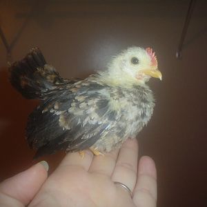 5 week old serama rooster. Not sure which class he is but he is tiny.