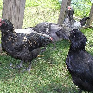 OE roo and pullet