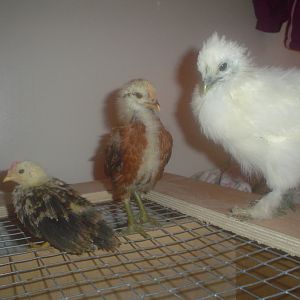 5 wk. Serama, 2 1/2 wk. Easter Egger, & 5 wk. Silkie, for comparison. The Serama is so tiny.