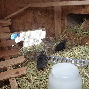 happy girls in their new house