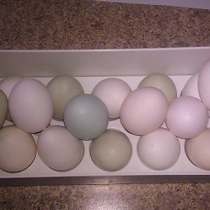 My first blue egg!