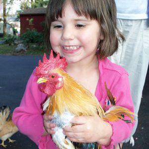 Sophie the serama chicken ranger