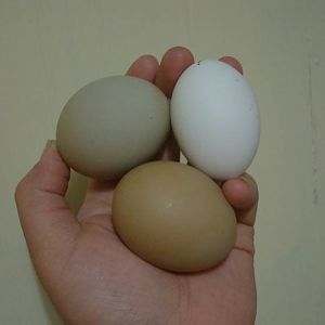 F1 Olive Egger eggs and a white Polish egg